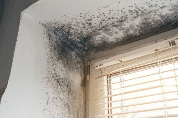 Affordable Basement Mold Removal solutions in Elgin, TX